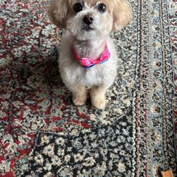 I just got home from Dog City! I just got home from Dog City!