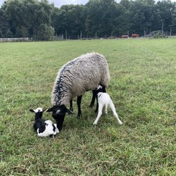 Scholl Farms - The newborn lambs!