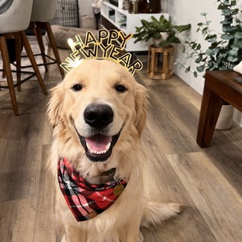 Bee Positive Dog Training - Pet Training Near Me