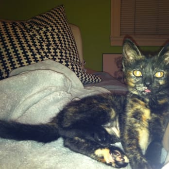 Island Cat Resources & Adoption - Just adopted this baby girl from ICRA this weekend!! So happy. - Animal Shelters Near Me