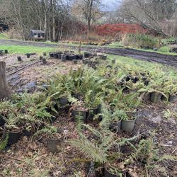 Watershed Garden Works - More outside ferns
