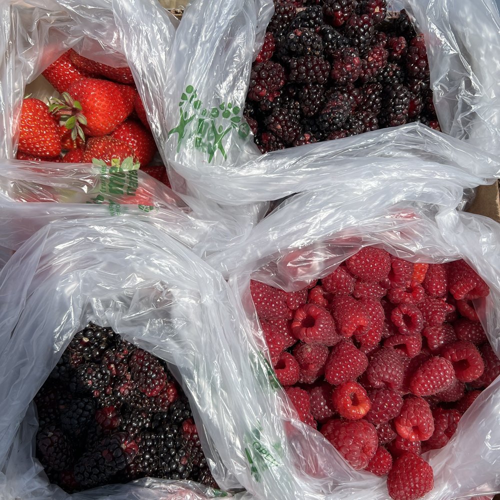 R&R Fresh Herbs - strawberries, raspberries, olallieberries - we decided at the end to pick some strawberries, next time will pick more - they were fantastic! - Pick Your Own Farms Near Me - Pescadero, California R&R Fresh Herbs - strawberries, raspberries, olallieberries - we decided at the end to pick some strawberries, next time will pick more - they were fantastic! - Pick Your Own Farms Near Me - Pescadero, California