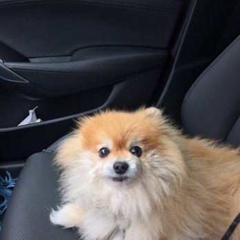 Your Best Paw Forward - Pet Training Near Me Your Best Paw Forward - Pet Training Near Me
