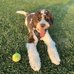 Heidi Paws - Baxter