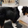 Photo of Keep It Cute Grooming