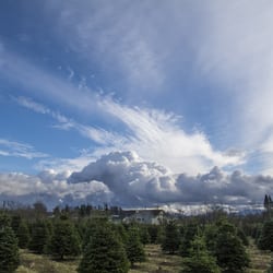 Manthey's Christmas Treeland - A nice place to hunt for Christmas trees!