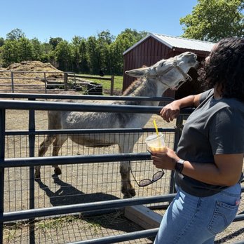 Abma's Farm - The friendliest pony and I - Farmers Market Near Me - Wyckoff, New Jersey Abma's Farm - The friendliest pony and I - Farmers Market Near Me - Wyckoff, New Jersey