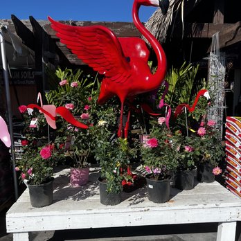 Flamingo Road Nursery - Nurseries & Gardening Near Me - Davie, Florida