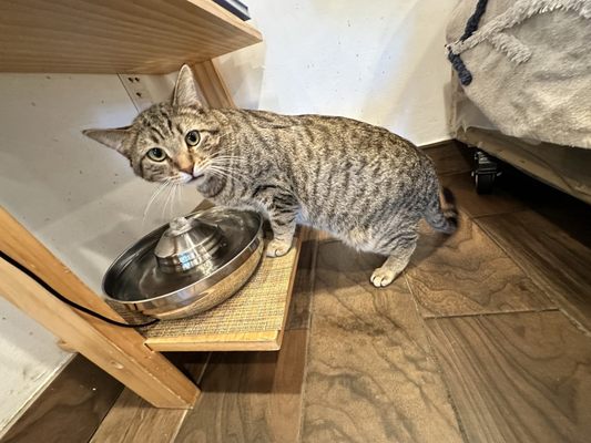 Catty Corner Cafe by null