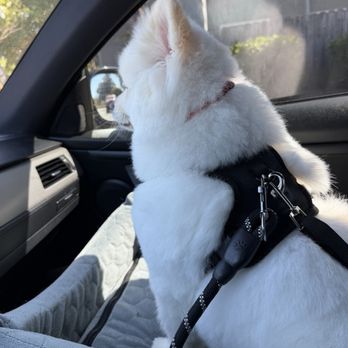 Lush Spaw - Loki - Pet Groomers Near Me - San Jose, California