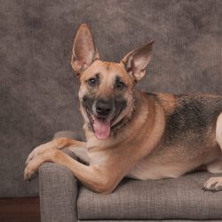 Bravo K9 Solutions