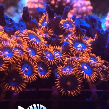 Something Fishy - SF Ring of Fire Zoanthids - Local Fish Stores Near Me - Oviedo, Florida