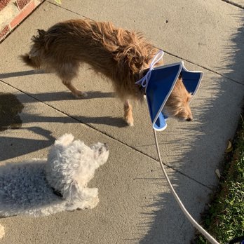 TrueCare for pets - Poodle greeting Scamp just coming home. - Veterinarians Near Me - Studio City, California TrueCare for pets - Poodle greeting Scamp just coming home. - Veterinarians Near Me - Studio City, California