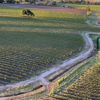 Sonoma Ballooning Adventures - Sonoma vineyards - Hot Air Balloons Near Me - Sonoma, California Sonoma Ballooning Adventures - Sonoma vineyards - Hot Air Balloons Near Me - Sonoma, California