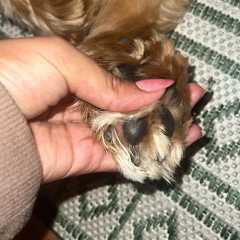 One Lucky Puppy #2 - Look at them nails - Pet Groomers Near Me - Berwyn, Illinois One Lucky Puppy #2 - Look at them nails - Pet Groomers Near Me - Berwyn, Illinois