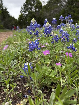 Government Canyon State Natural Area by null