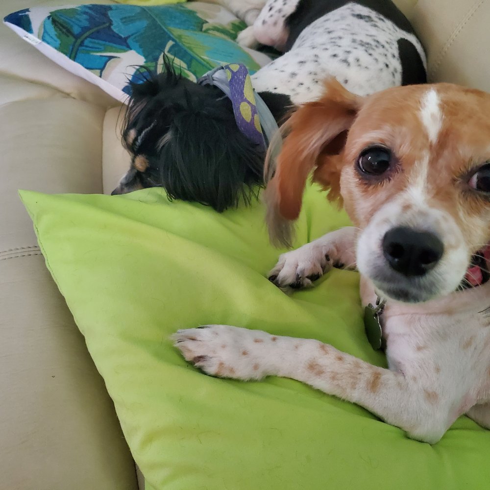 Ari Vera Pet Care - Pet Sitting Near Me Ari Vera Pet Care - Pet Sitting Near Me