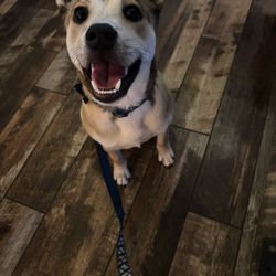 Barking in Style