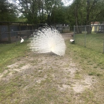 Tregembo Animal Park - Zoos Near Me - Wilmington, North Carolina Tregembo Animal Park - Zoos Near Me - Wilmington, North Carolina