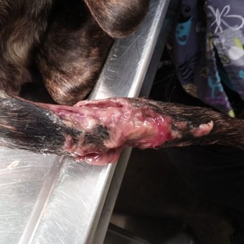 Animal Clinic - Close-up of wound before cleansing that Renshaw should have done, rather than using a bandage as a tourniquet from a bleeding dog bite. - Veterinarians Near Me - Grand Rapids, Michigan