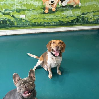 Pup Club - Our Frenchies are making new friends - Pet Boarding Near Me - Pasadena, California Pup Club - Our Frenchies are making new friends - Pet Boarding Near Me - Pasadena, California