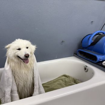 Country Pet Wash - Samoyed in tub - Pet Groomers Near Me - Mountain View, California