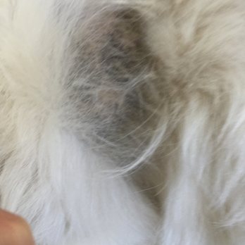 Orange Canyon Pet Clinic - Veterinarians Near Me - Orange, California