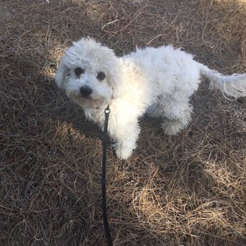 Muddy Paws OC - Day after we adopted her from OC Animal Center - Pet Groomers Near Me - Orange, California Muddy Paws OC - Day after we adopted her from OC Animal Center - Pet Groomers Near Me - Orange, California