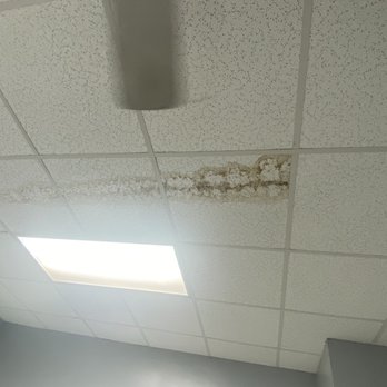 The Muddy Mutt - Water damage/mold on ceiling tiles - Pet Groomers Near Me - Arlington, Virginia The Muddy Mutt - Water damage/mold on ceiling tiles - Pet Groomers Near Me - Arlington, Virginia