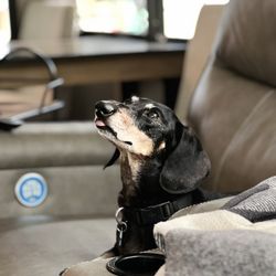 Riverbark Veterinary Hospital - Tucker