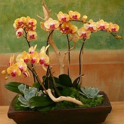 Island View Nursery