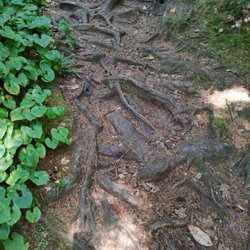 Mike Miller Trail - Amazing tree roots that supply your walkway!
