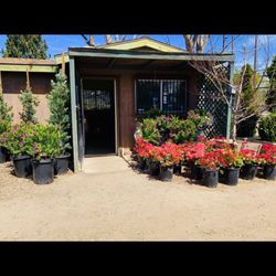 Green Tree Nursery