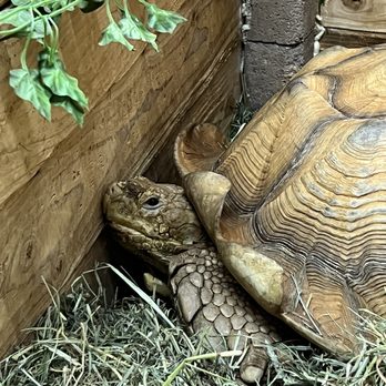 Freddy’s Reptiles - Freddy's Reptiles 1729 East Charleston Blvd. Suite E 1/12/2024 Tortoise - Reptile Shops Near Me - Las Vegas, Nevada