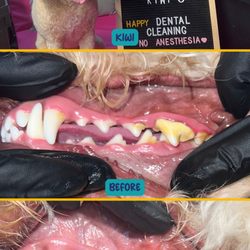 Dogdom - Before and after kiwi