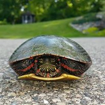 Wildlife Pub - a turtle on the road - Pubs Near Me - Bath Township, Michigan Wildlife Pub - a turtle on the road - Pubs Near Me - Bath Township, Michigan