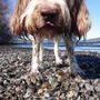 Photo of Veda's Dog Day Afternoon