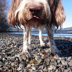 Veda's Dog Day Afternoon - First glimpse of winter passing