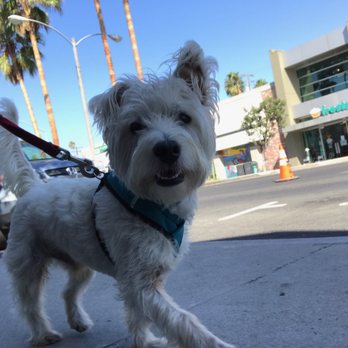 Canine Learning Academy - Pet Training Near Me - Huntington Beach, California