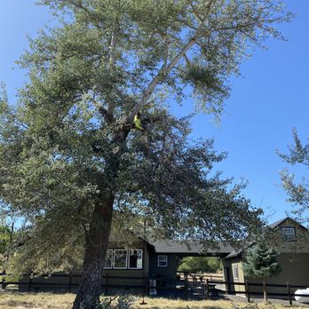 Rodgers Tree Care - Tree Services Near Me Rodgers Tree Care - Tree Services Near Me