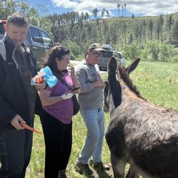 Open top and feeding the Burroughs in Custer Park
