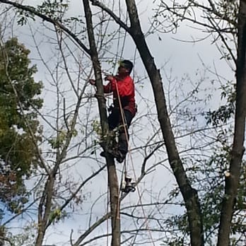 Duane's Tree Removal Service - a man on a rope - Tree Services Near Me Duane's Tree Removal Service - a man on a rope - Tree Services Near Me