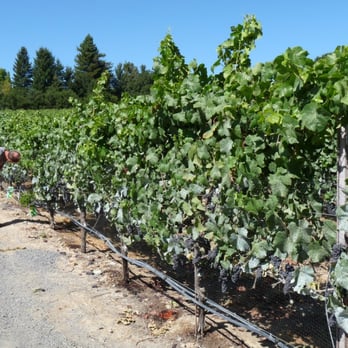 Merry Edwards Winery - My husband, John N, checking out the vines. - Wineries Near Me - Sebastopol, California Merry Edwards Winery - My husband, John N, checking out the vines. - Wineries Near Me - Sebastopol, California