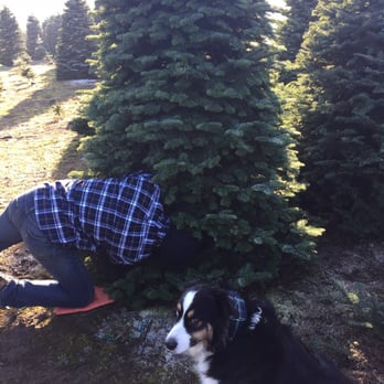 Coates Christmas Trees Farm - Teddy Bear enjoying our perfect new tree - Christmas Trees Near Me - Auburn, Washington