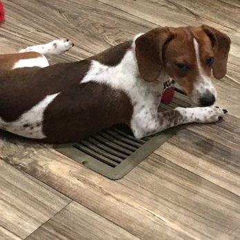 Green Meadow Veterinary Hospital - Heidi - Veterinarians Near Me - San Angelo, Texas Green Meadow Veterinary Hospital - Heidi - Veterinarians Near Me - San Angelo, Texas