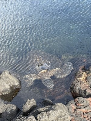 Richardson Ocean Park by null