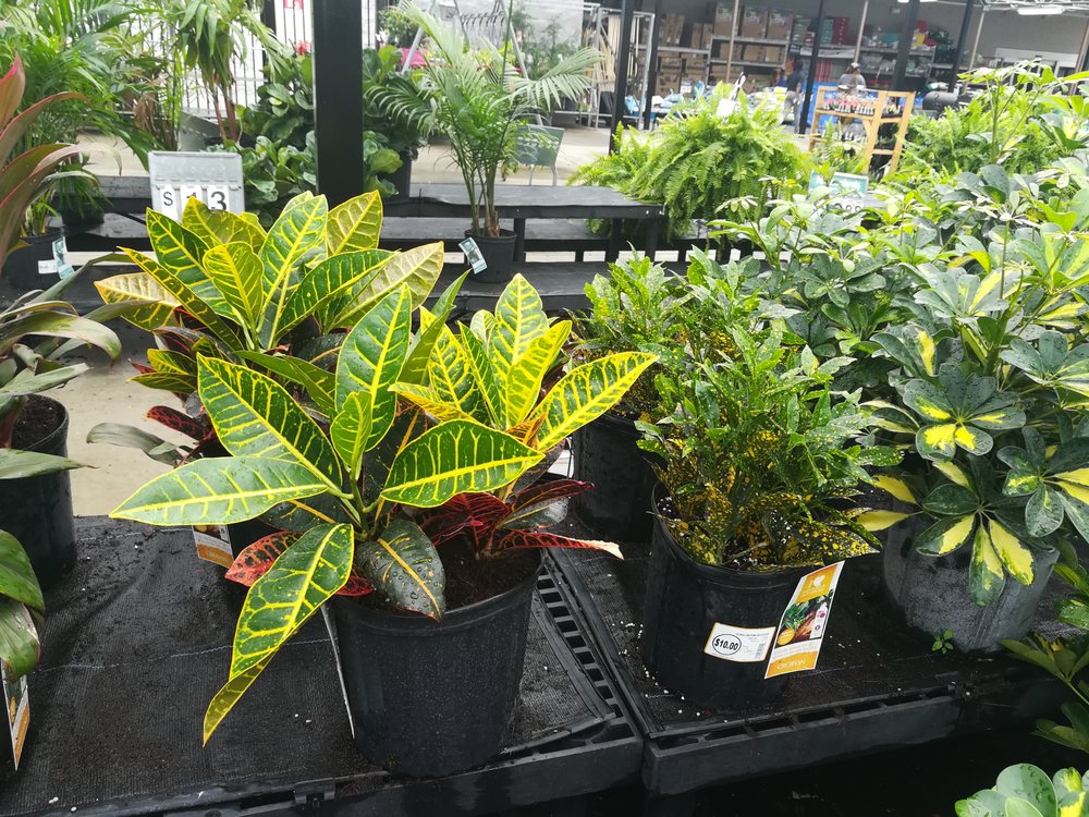 WALMART GARDEN CENTER 1700 S Orange Blossom Trl, Apopka, Florida