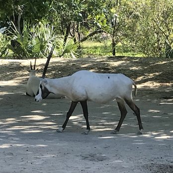Zoo Miami - Great place for an amazing and educational adventure with the entire family! - Zoos Near Me - Miami, Florida Zoo Miami - Great place for an amazing and educational adventure with the entire family! - Zoos Near Me - Miami, Florida