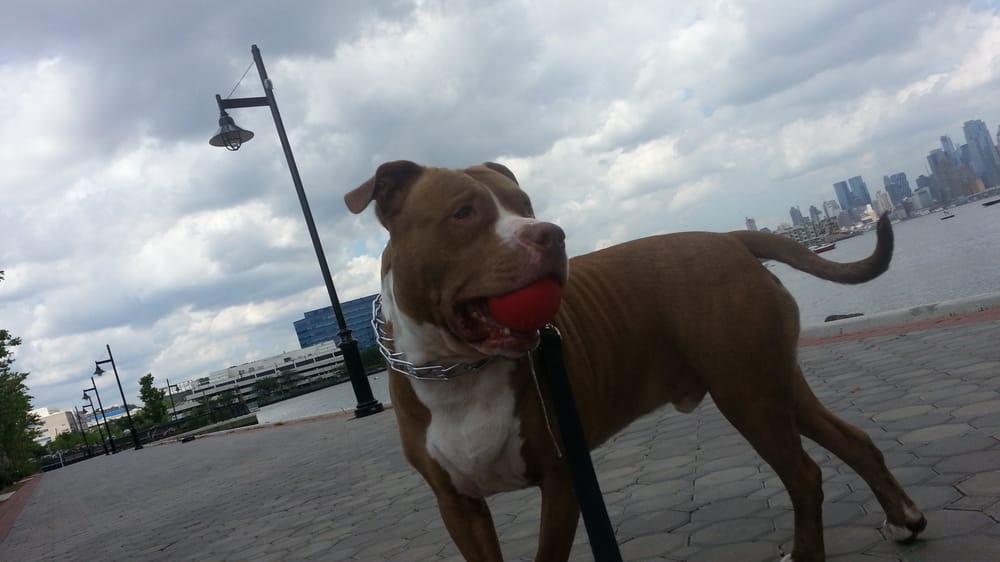 BEASTIE BESTIES DOG WALKING & PET CARE SERVICES Updated October 2024