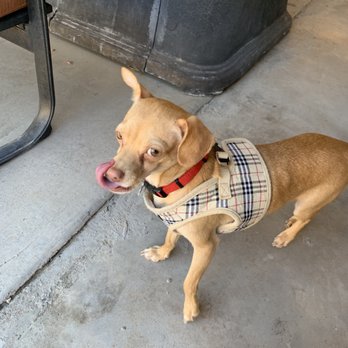 Arizona Small Dog Rescue - Animal Shelters Near Me - Tempe, Arizona